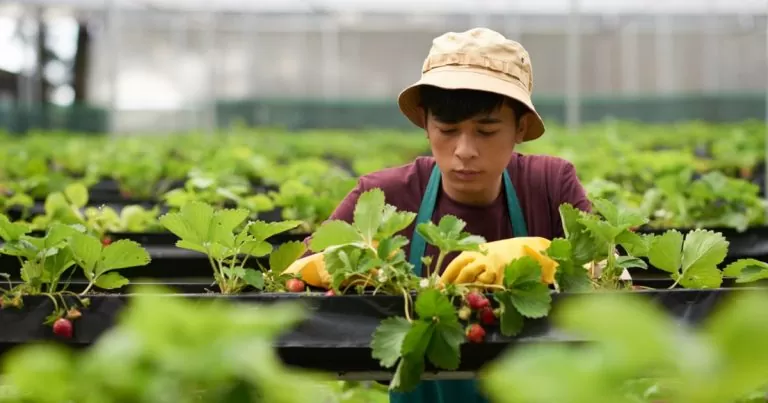 muncitori asiatici agricultura
